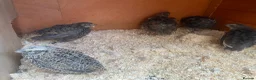 Quail poultry for sale: Mixed Coturnix Quails  in Bradford - Advert 8