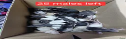 Rat rodents for sale: 2 white female dumbos mix of topeard and simise - Advert 7