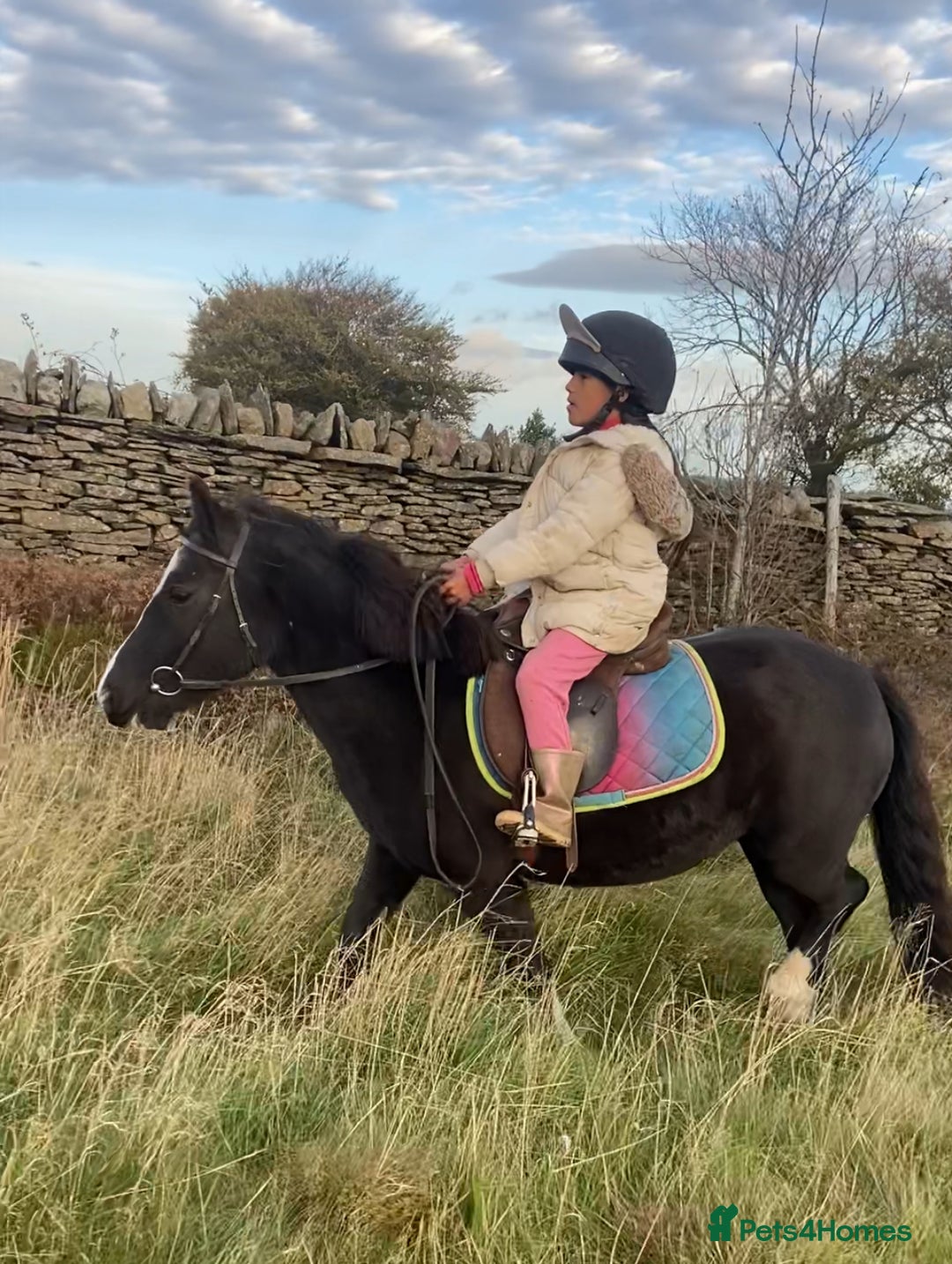 Welsh Section A horses for sale: Super child’s pony  - Image 12