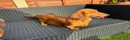 Miniature Dachshund dogs for sale: Beautiful piebald long-haired Miniature Dachshund  in Plymouth - Advert 3