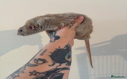 Rat rodents for sale: 3 male rats and massive amount of accessories  - Image 28