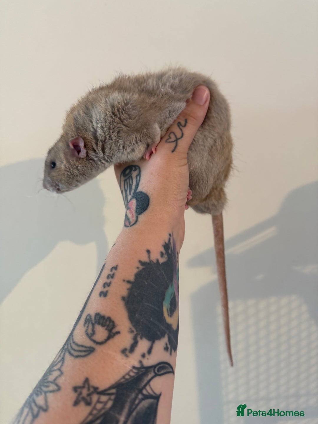 Rat rodents for sale: 3 male rats and massive amount of accessories  - Image 28