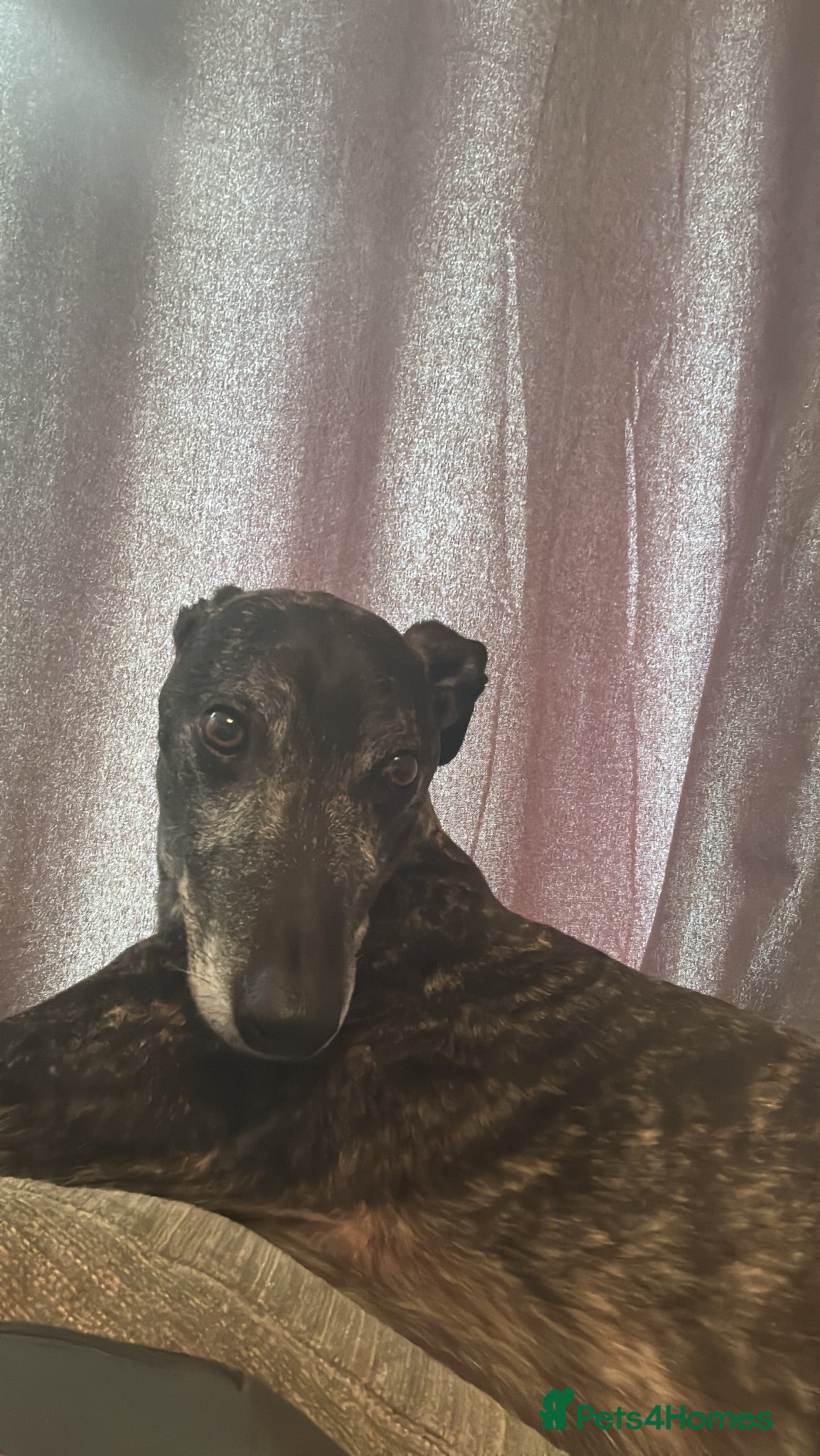 Mixed Breed dogs Male Greyhound for adoption - Advert 2