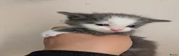Maine Coon cats for sale: 7 gorgeous maine coon cross kittens  - Advert 6