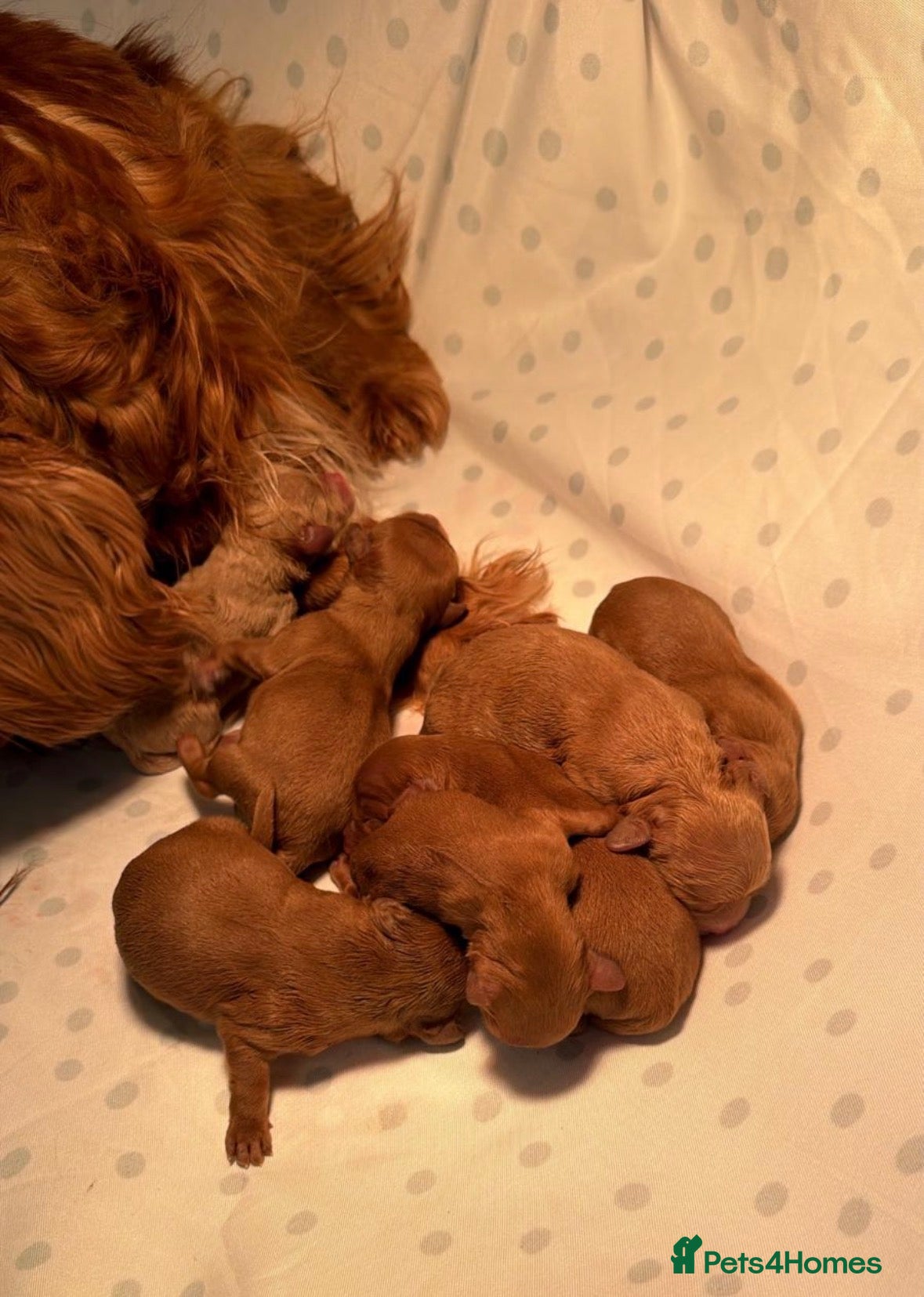 Cavapoo dogs Stunning F1 cavapoos - Advert 2