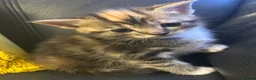 Domestic Shorthair cats for sale: 4 Beautiful Domestic Shorthair Kittens  - Advert 17