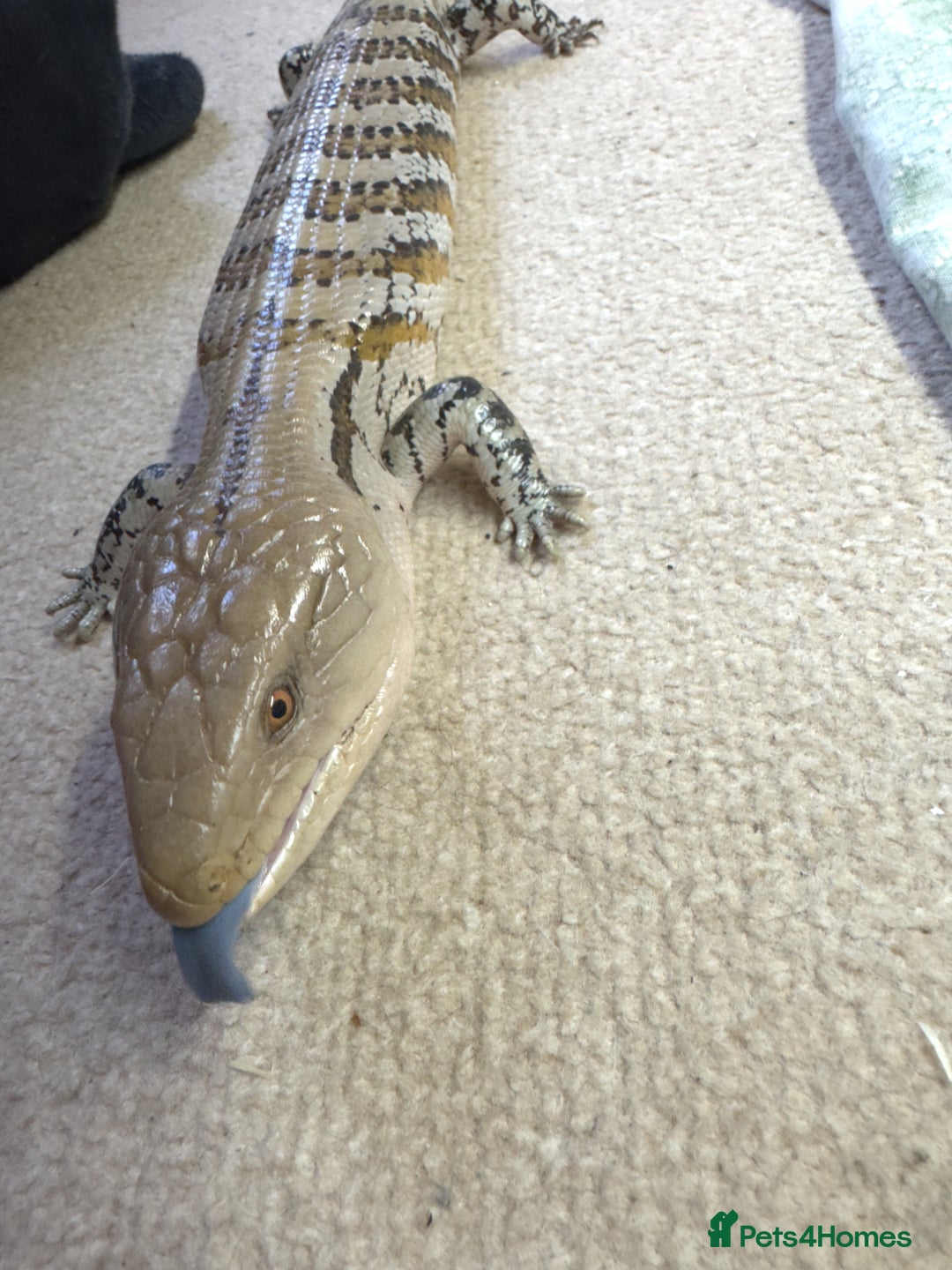 Skink reptiles for sale: Blue tongue skink for sale - Image 5