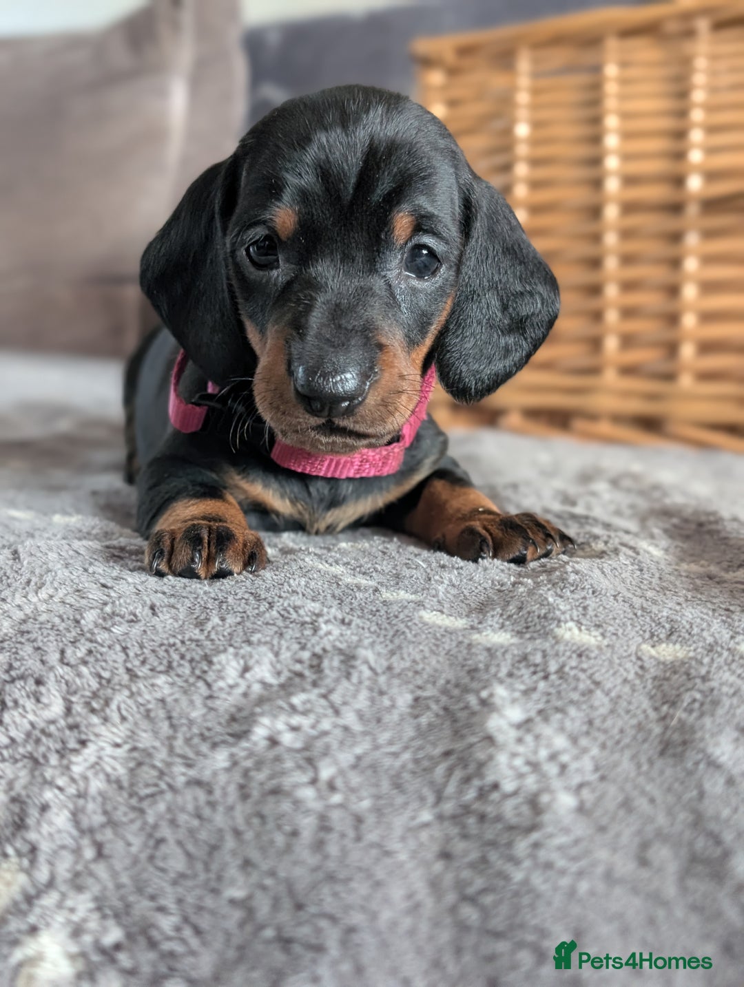 Dachshund dogs for sale: Quality Dachshund Standard Smooth Hair  - Advert 10