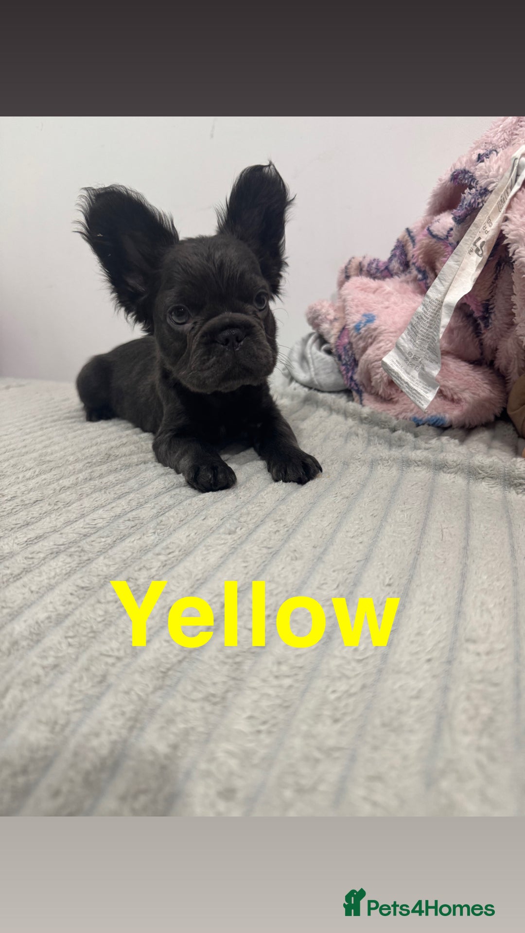 French Bulldog dogs for sale: French bulldog puppies  - Advert 6