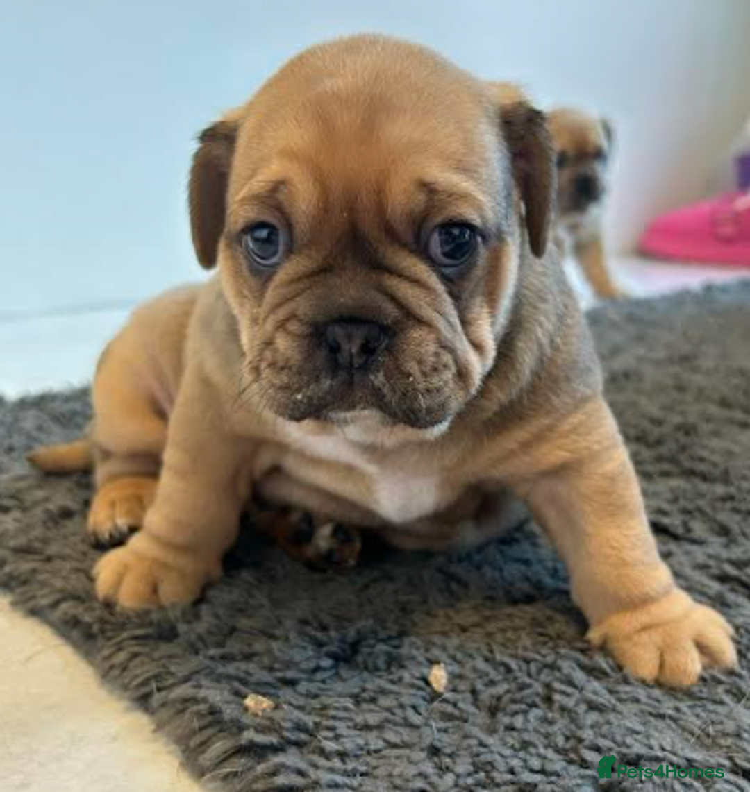 Olde English Bulldogge dogs for sale: Chocolate & Tan Olde English Bulldog Puppies  - Advert 7