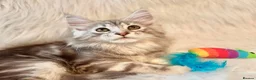 Maine Coon cats for sale: Maine coon kittens silver tabby ready now - Advert 6