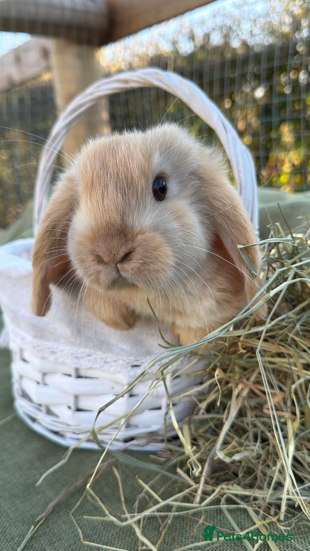 Mini Lop rabbits for sale: Mini Lop bunnies  - Advert 5