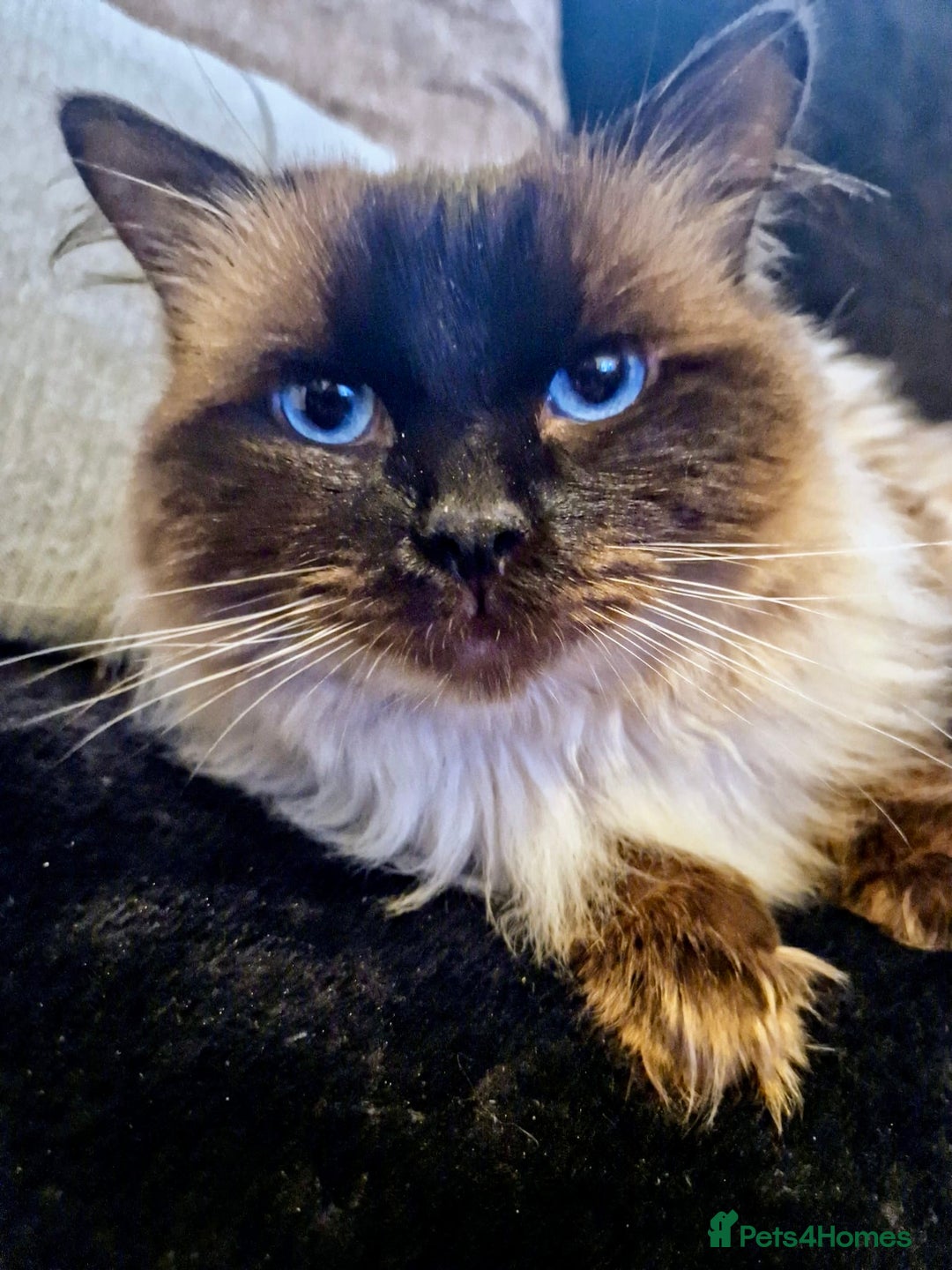 Ragdoll cats for stud: Champion Line Fife & GCCF registered for stud in Southend-on-Sea - Advert 6