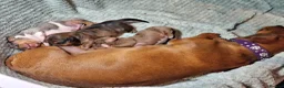Miniature Dachshund dogs for sale: 3 beautifully marked dapple boys - Advert 1