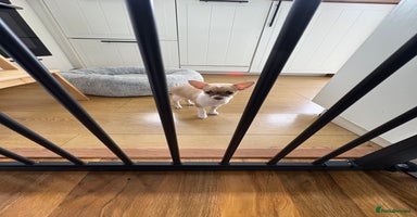 Chihuahua dogs - Advert 4