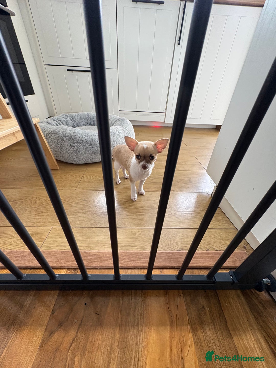 Chihuahua dogs for sale: Chihuahua puppy  - Image 3