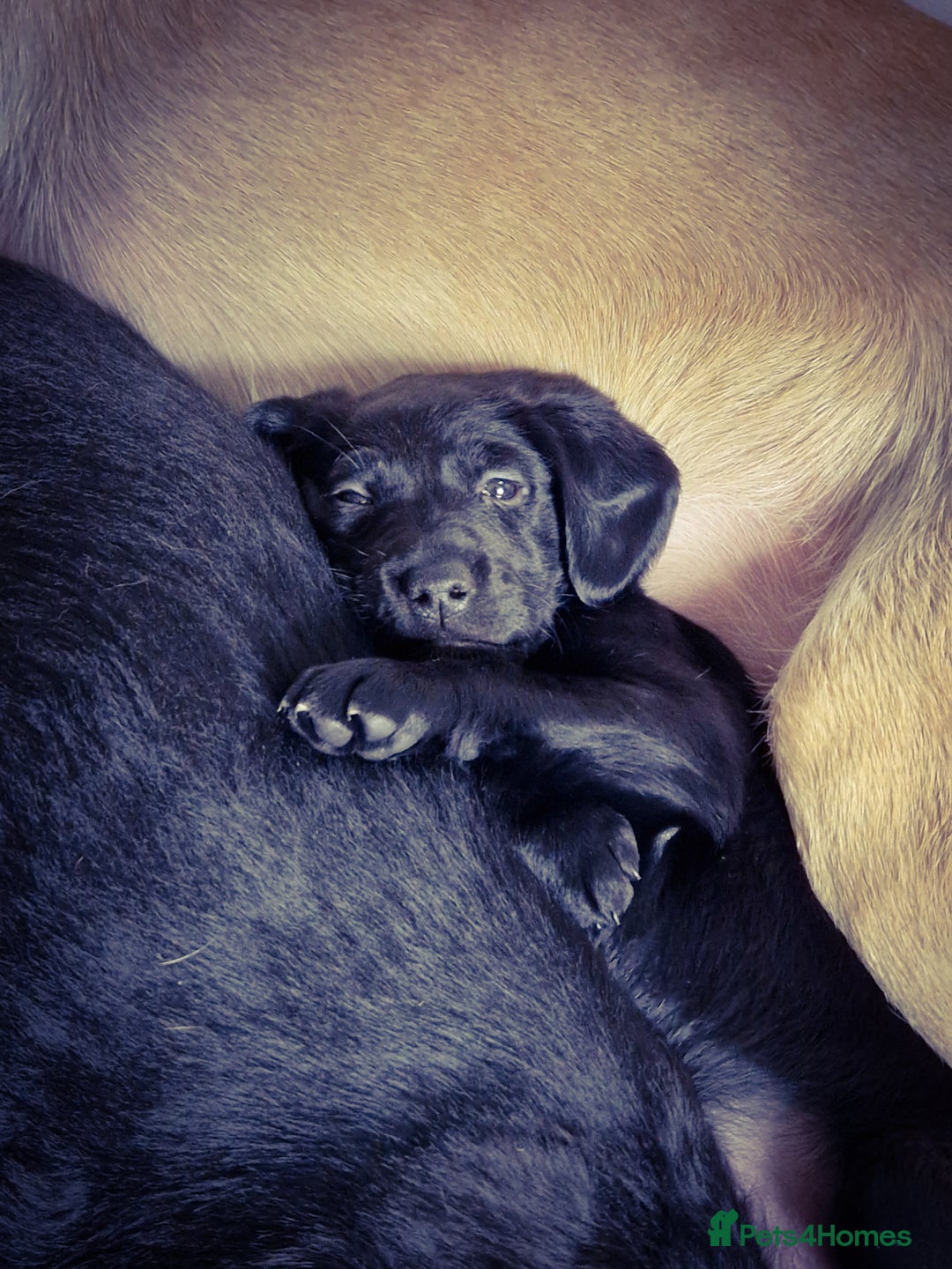 Cockerdor dogs for sale: Beautiful Female Cockador Puppy - Advert 6