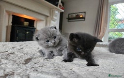British Shorthair cats for sale: Beautiful rag doll x British short hair - Image 1