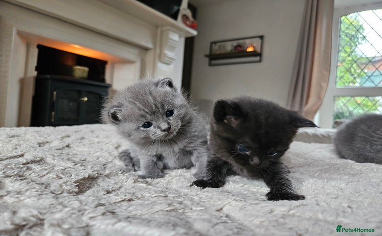 British Shorthair cats - Advert 15