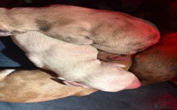 Lurcher dogs for sale: Beautiful lurcher puppies  - Advert 10
