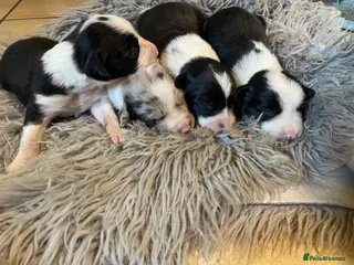 Sprollie dogs ⚡️Stunning Sprollie Puppies⚡️ - Advert 15