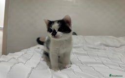 Mixed Breed cats for sale: 3 beautiful kittens looking for new home - Image 20