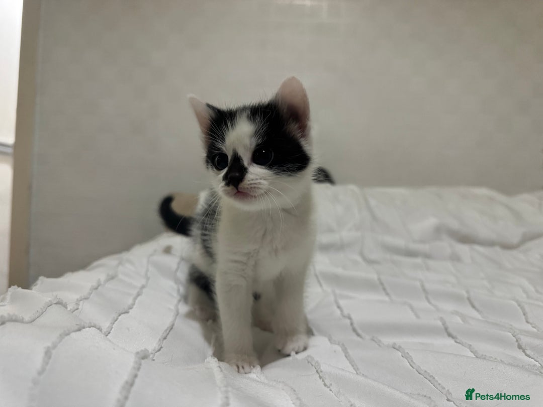 Mixed Breed cats for sale: 3 beautiful kittens looking for new home - Image 20