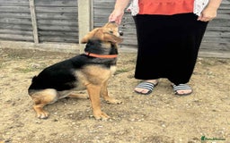 Mixed Breed dogs for adoption: LUNA - 9 months old, Adorable Girl Hound Mix Pup - Image 2