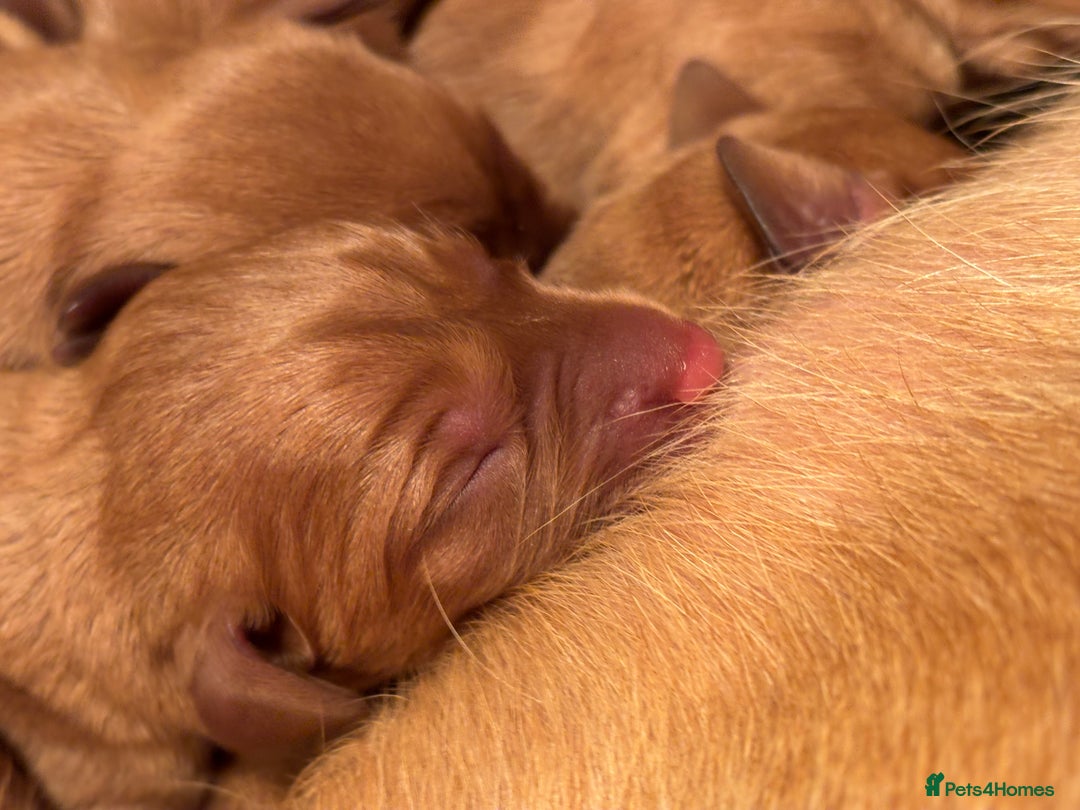 Labrador Retriever dogs for stud: Stunning Dark Red KC Reg Labrador  - Advert 4