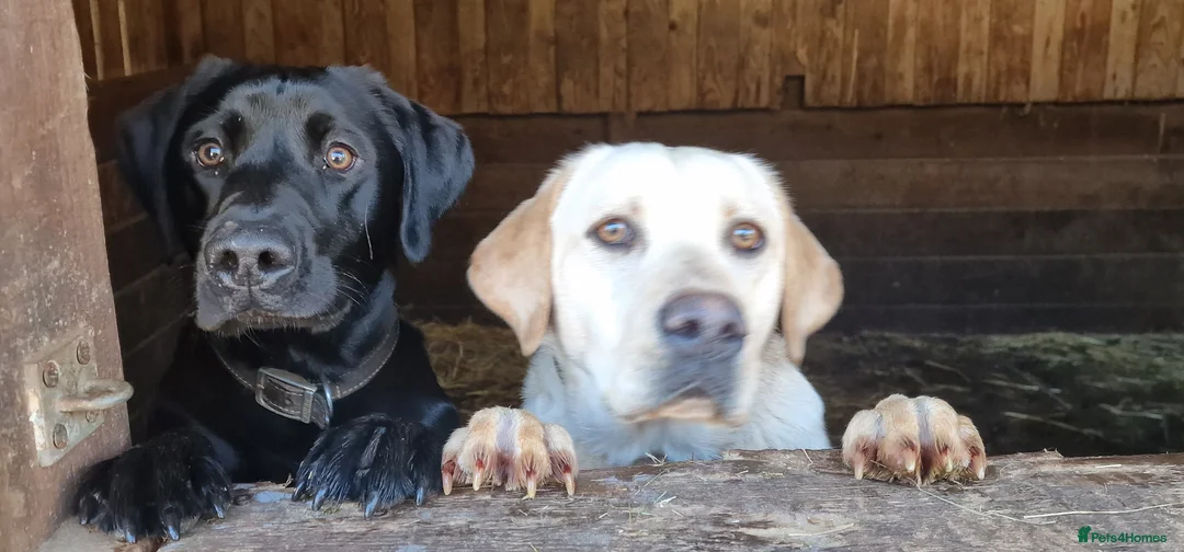 Labrador Retriever dogs for sale: Stunning KC Labrador Pups, Health tested parents  - Advert 15