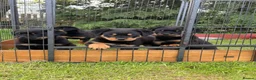 Rottweiler dogs for sale: Outstanding KC reg pups  - Advert 6