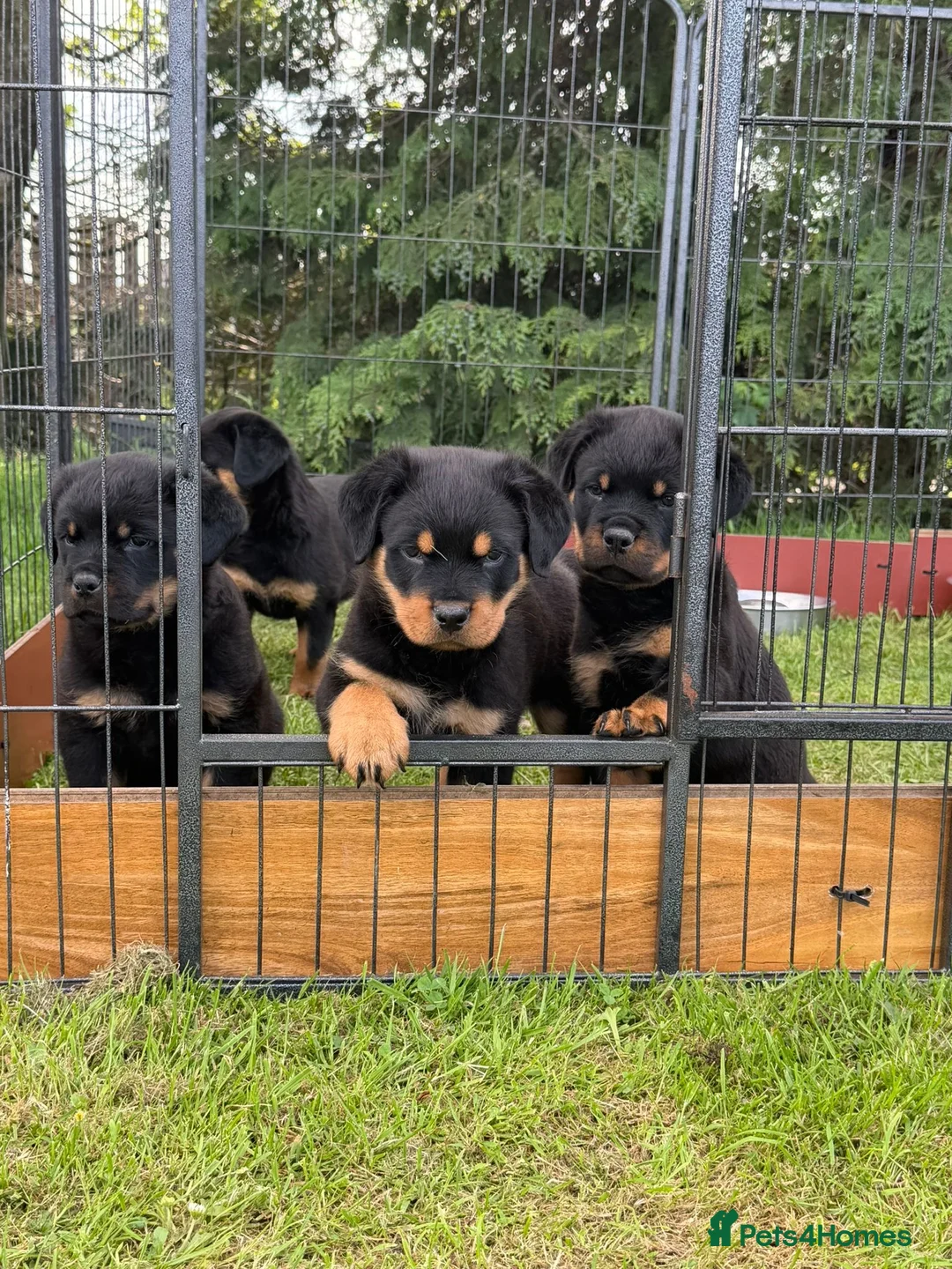 Rottweiler dogs for sale: Outstanding KC reg pups  - Advert 6