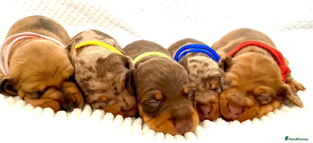 Miniature Dachshund dogs for stud: Miniature Shaded Red Dachshund for Stud PRA Clear in Faringdon - Advert 9