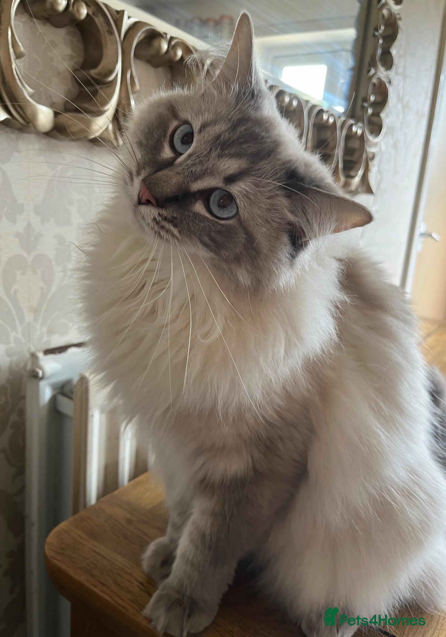Ragdoll cats 6 Year Old Male Ragdoll - Rex - Advert 1