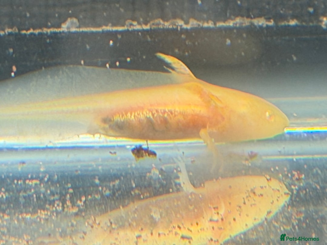 Axolotl reptiles for sale: Axolotl - Advert 1