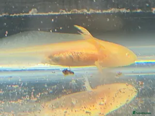 Axolotl reptiles Axolotl - Advert 10