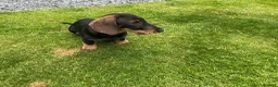 Dachshund dogs for sale: Standard Wirehaired Dachshund Puppy - Advert 6