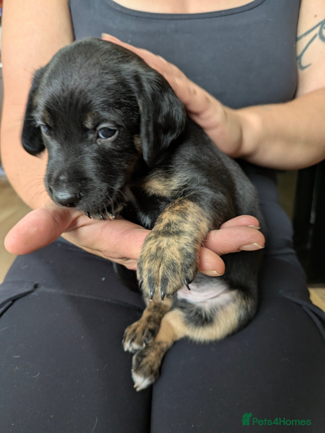 Mixed Breed dogs for sale: Jack, Springer X staffy, lurcher puppies - Image 13