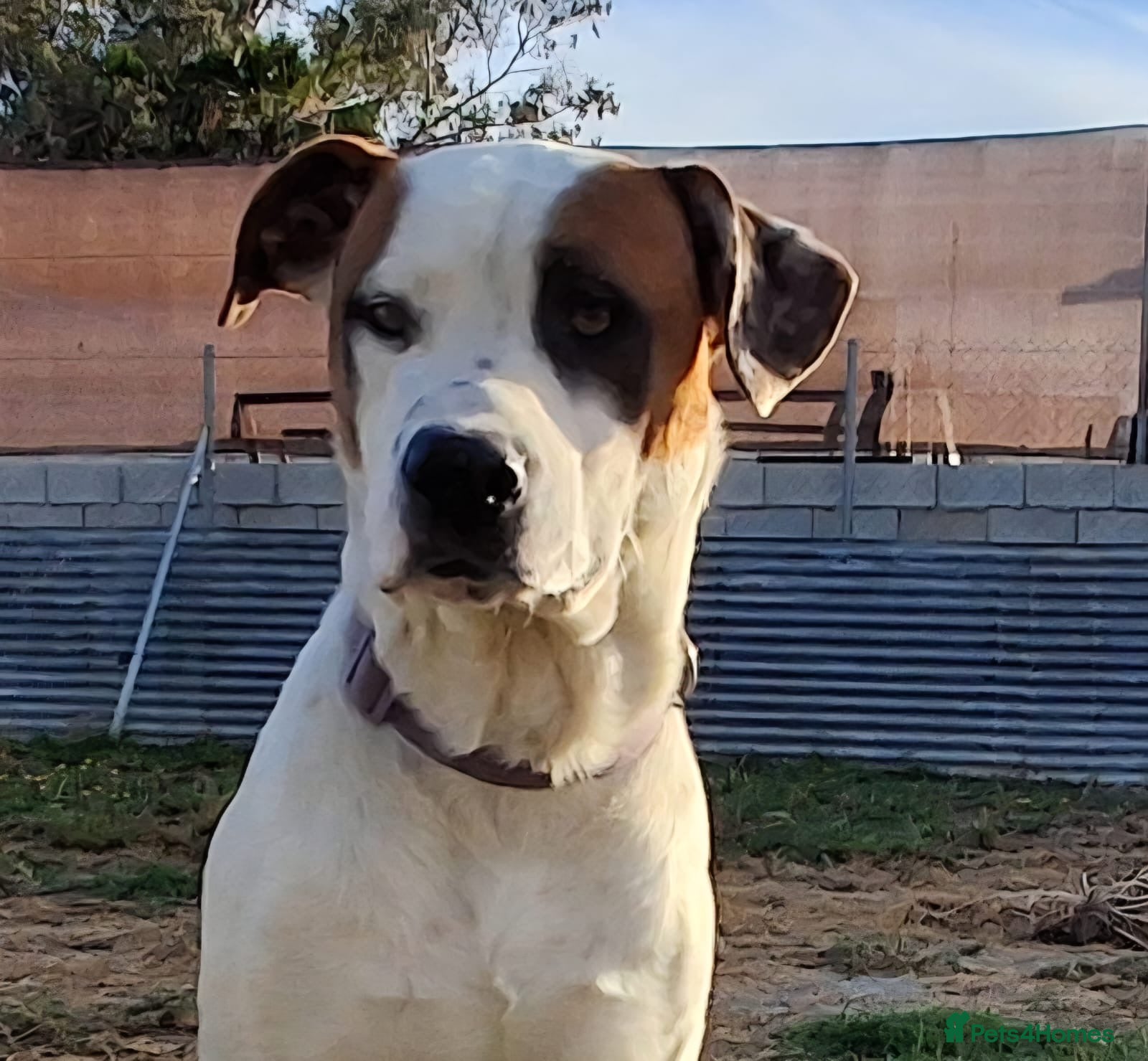 Mixed Breed dogs CLAUDIO❤️🚨🐾 - Advert 21