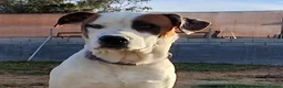 Mixed Breed dogs for adoption: CLAUDIO❤️🚨🐾 - Advert 1