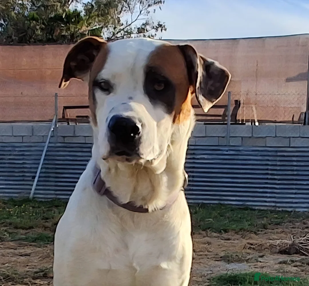 Mixed Breed dogs for adoption: CLAUDIO❤️🚨🐾 - Advert 1