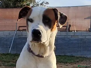 Mixed Breed dogs CLAUDIO❤️🚨🐾 - Advert 1