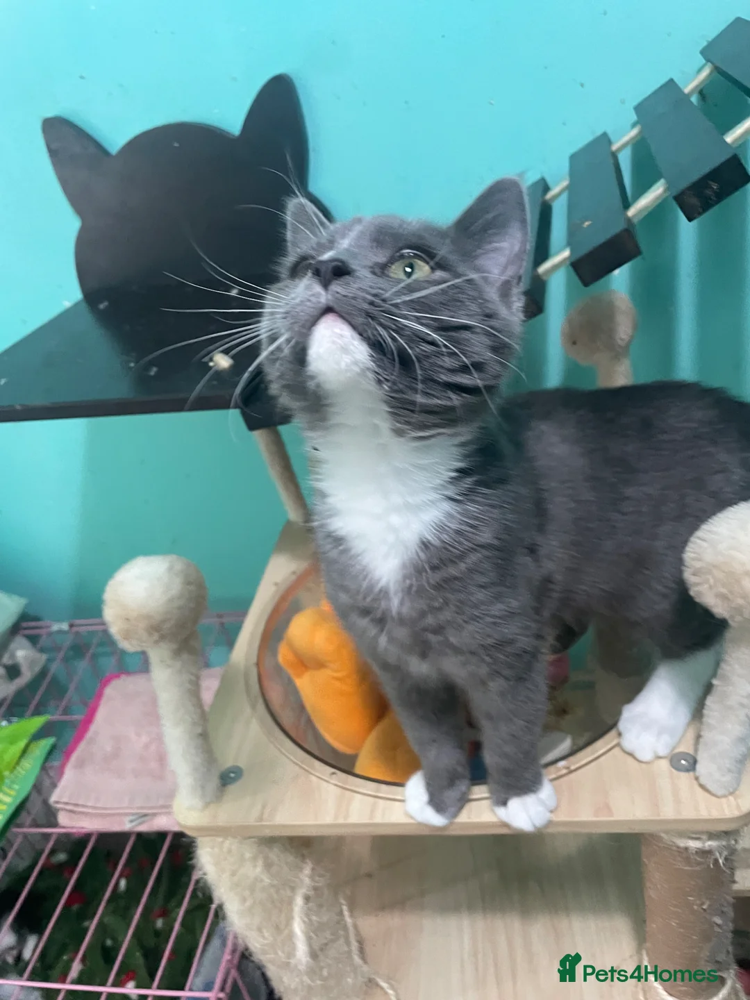 Mixed Breed cats for sale: BSH X MALE - Advert 2