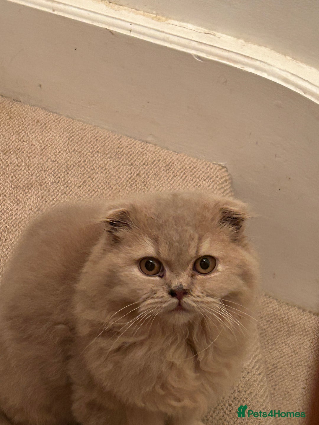 Scottish Fold cats for sale: 🩷Scottish fold kitten One Available 🩷 - Advert 17