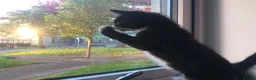 Mixed Breed cats for sale: ✨ Beautiful black & white kitten ✨ - Advert 5