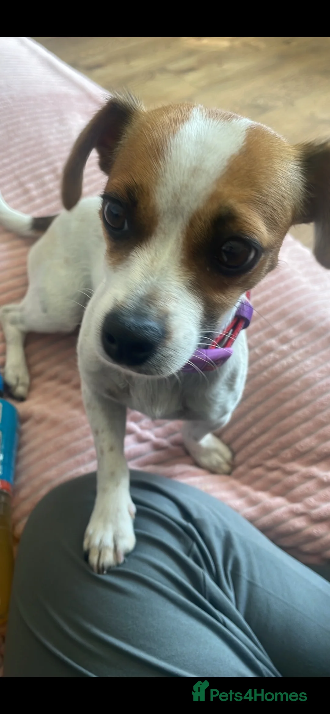 Mixed Breed dogs for sale: 2 boys 1 girl  - Advert 1