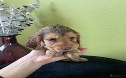 Cocker Spaniel dogs for sale: KC Show Chocolate Roan Boy! - ready 5th October!! - Image 17