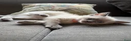 Ragdoll cats for sale: 5 ragdoll kittens - Advert 2