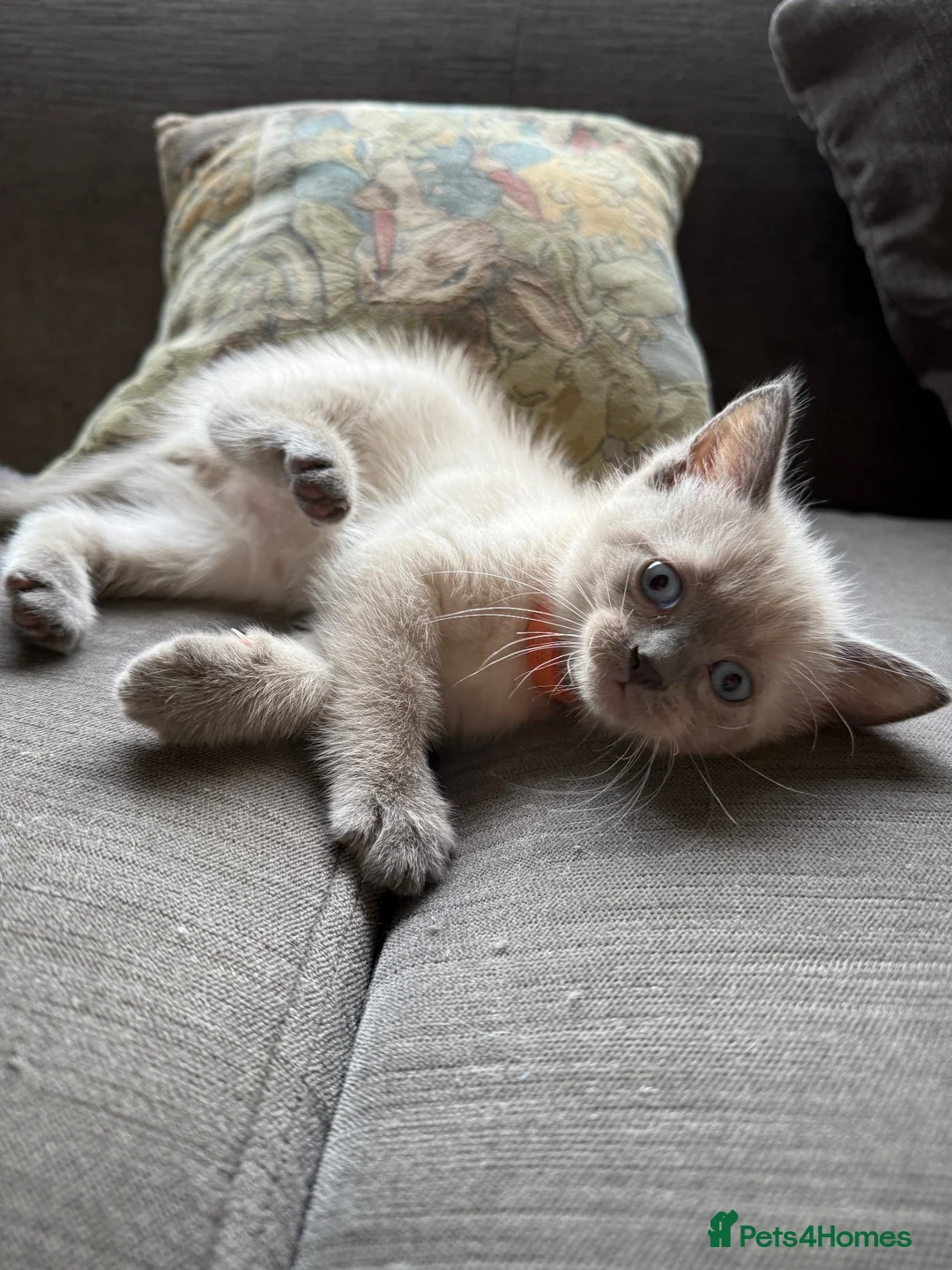 Ragdoll cats for sale: 5 ragdoll kittens - Advert 2