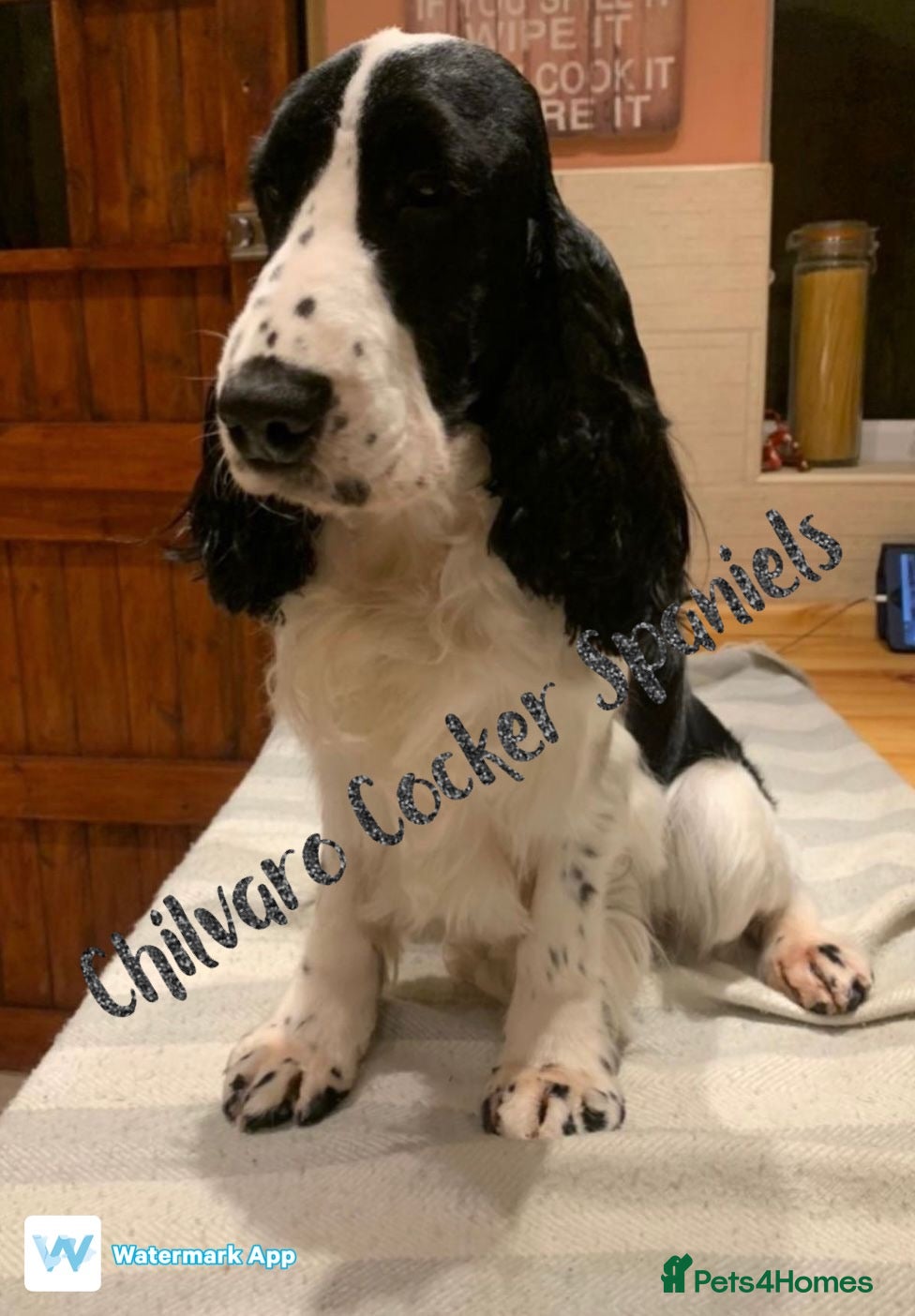 Cocker Spaniel dogs Harvey - Advert 6